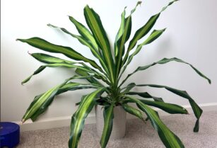 観葉植物（ドラセナ）