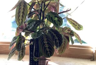 値下げ　室内プラント　Red prayer plants